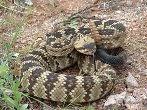 The Rattlesnake (genus Crotalus) 