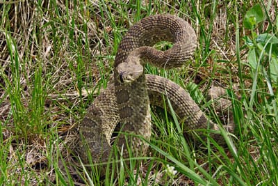 Don’t let rattlesnakes take a bite out of your summer | The Castle ...