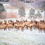 Elk Castle Pines CO