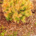 Mops Mugo Pine shows damage.