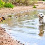 Photo of dogs at Chatfield