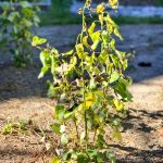 Photo of Aspen shoots