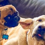 Photo of dog chewing on another dog's ear