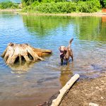 Phoro of chocolate lab in water