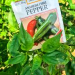 Photo of Anaheim Chili Pepper seed packet