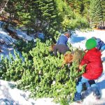 Christmas tree cutting