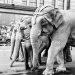 Photo of elephants at Macy's parade NY