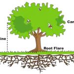 Photo of Tree Drip Line area