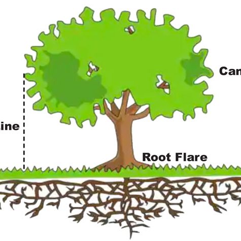 Winter water plants and trees | The Castle Pines Connection