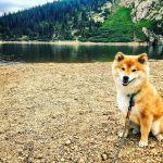 Photo of Shiba Inu dog