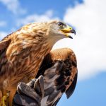 Photo of a golden eagle.