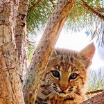 Bobcat Kitten