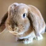 Photo of Carmel is one of the smallest lop-eared rabbit breeds