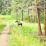 Photo of juvenile moose