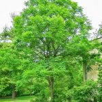 Photo of Kentucky coffeetree