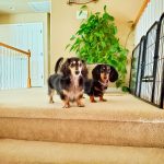 Photo of Baxter (left) has helped welcome Roxy (right), a dog saved by the National Mill Dog Rescue.