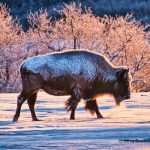 Photo by Mira Brand of buffalo in Daniels Park.