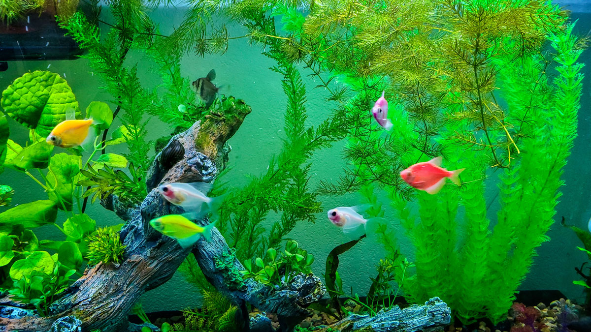 Relaxing, Mesmerizing Pet Fish | The Castle Pines Connection