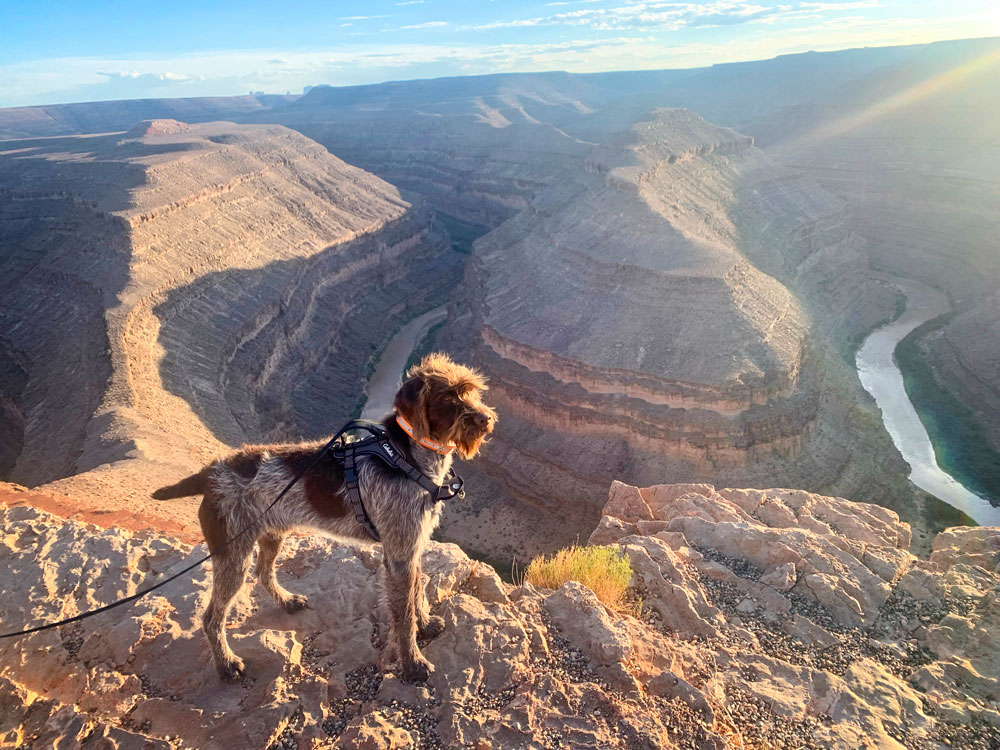 Chaco the Bird Dog The Castle Pines Connection