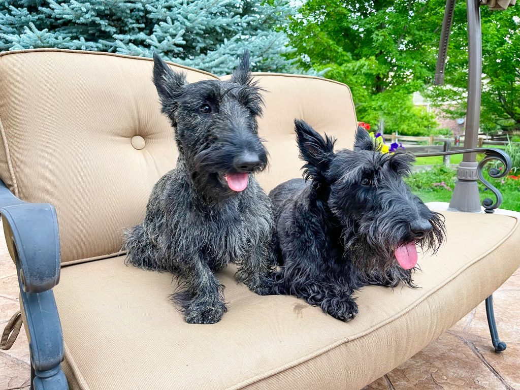 two scottish terriers sit on chairs