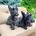 two scottish terriers sit on chairs